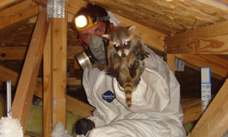 Syracuse Animal Removal - Raccoon, Rodent, Bat Control in New York