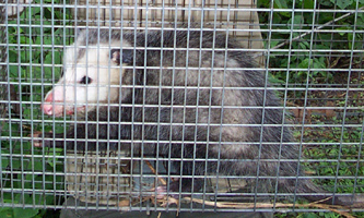 Syracuse Animal Removal - Raccoon, Rodent, Bat Control in New York